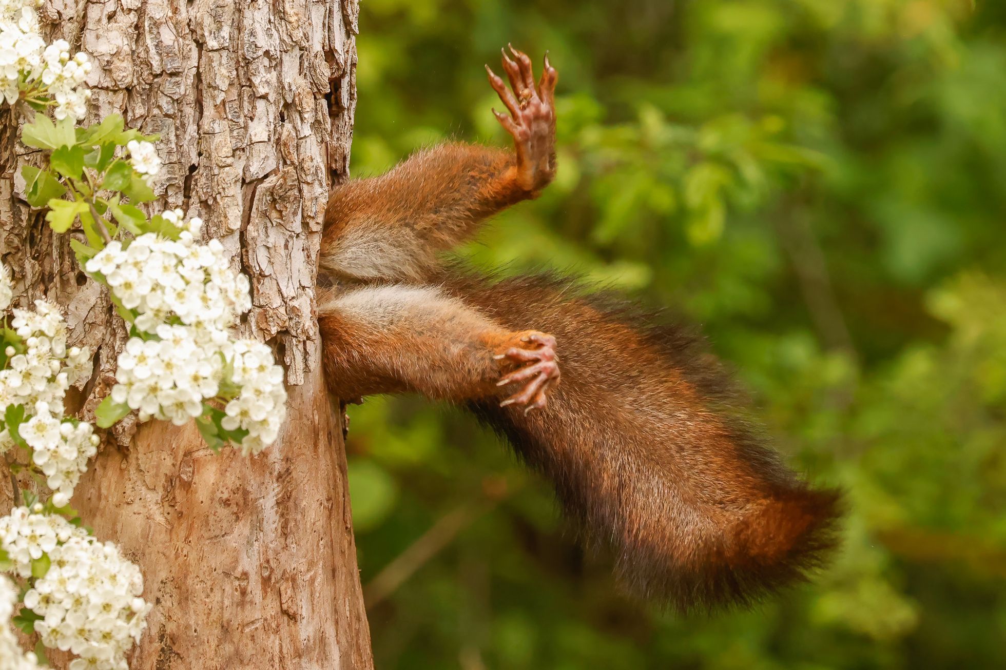 Vítězné fotografie ze soutěže Nikon Comedy Wildlife Awards 2024