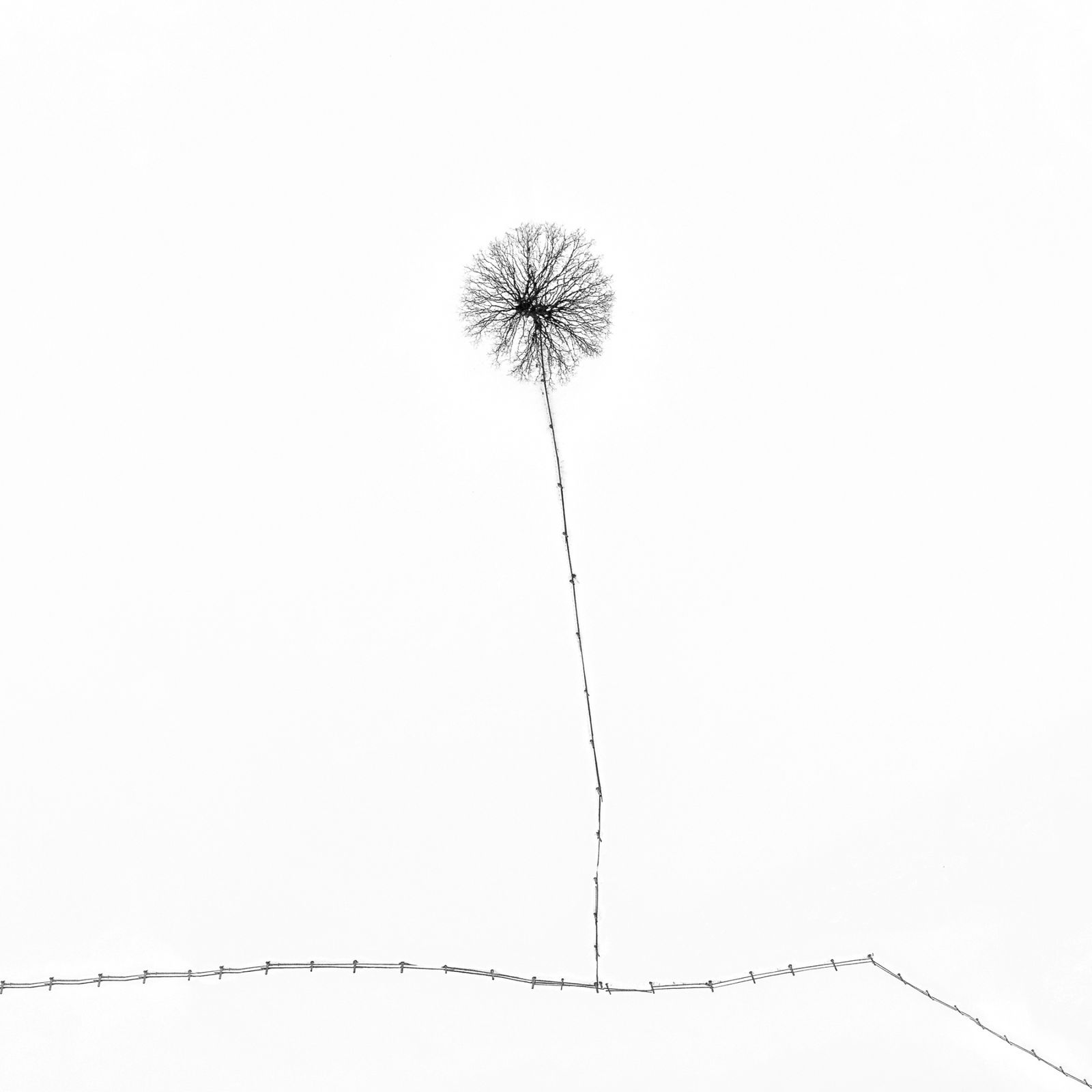 Výběr z fotografií, které postoupily do širšího finále Sony World Photography Awards 2024 v profesionálních kategoriích