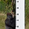 Každoroční měření a vážení zvířat v londýnské Zoo