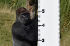 Měření gorily nížinné probíhá formou hry.
