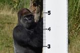 Měření gorily nížinné probíhá formou hry.