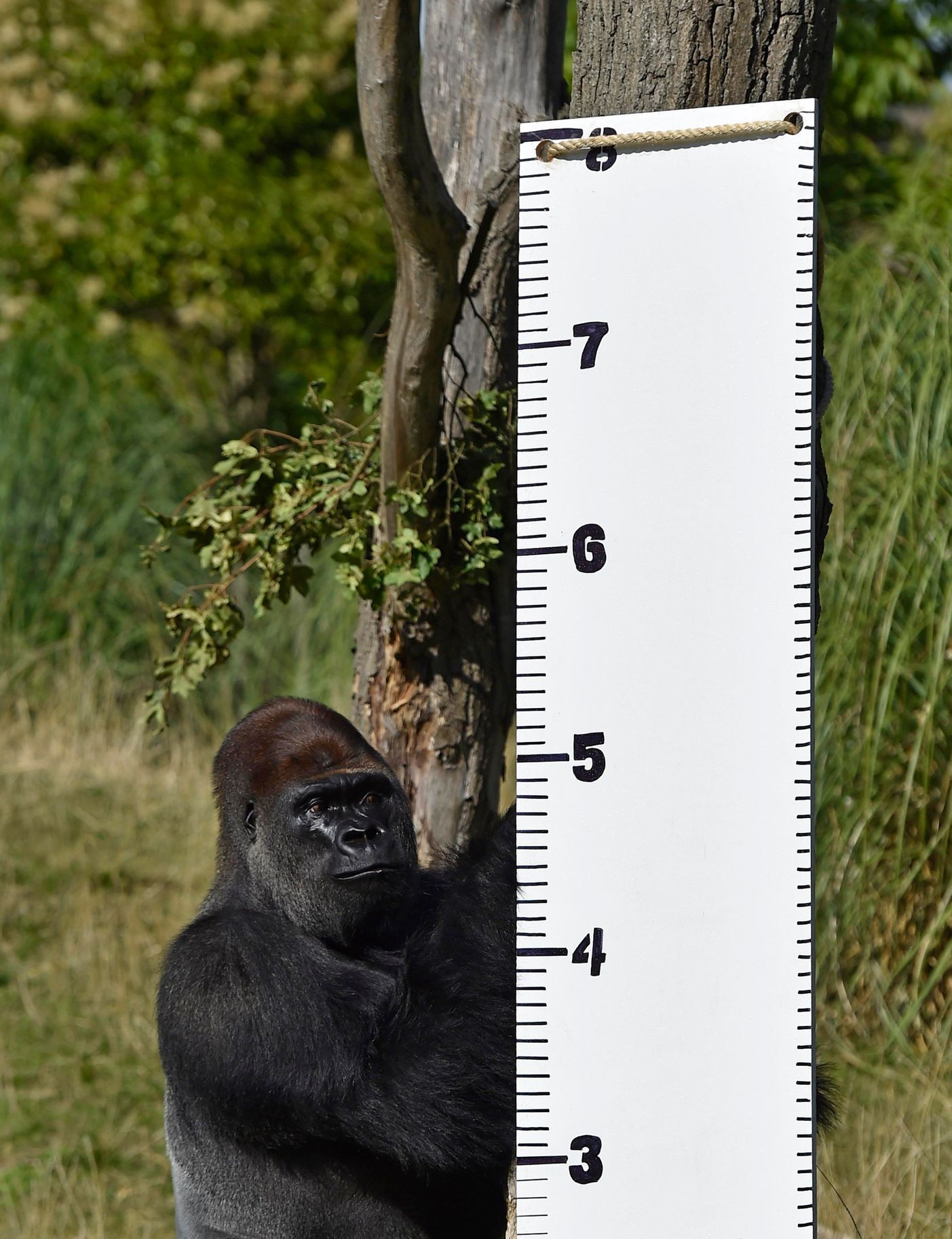 Každoroční měření a vážení zvířat v londýnské Zoo