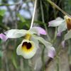 Orchideje v botanické zahradě