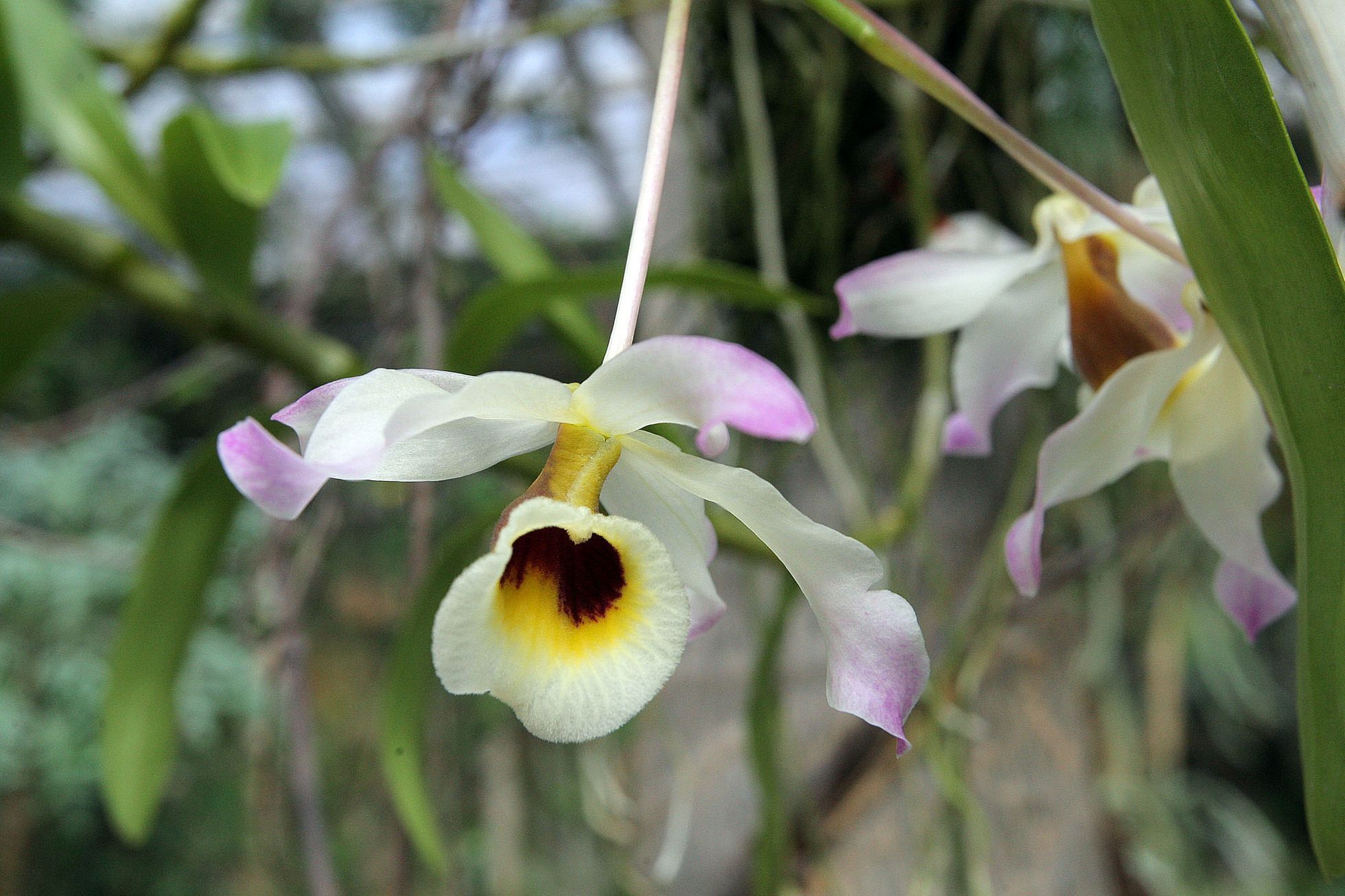 Orchideje v botanické zahradě
