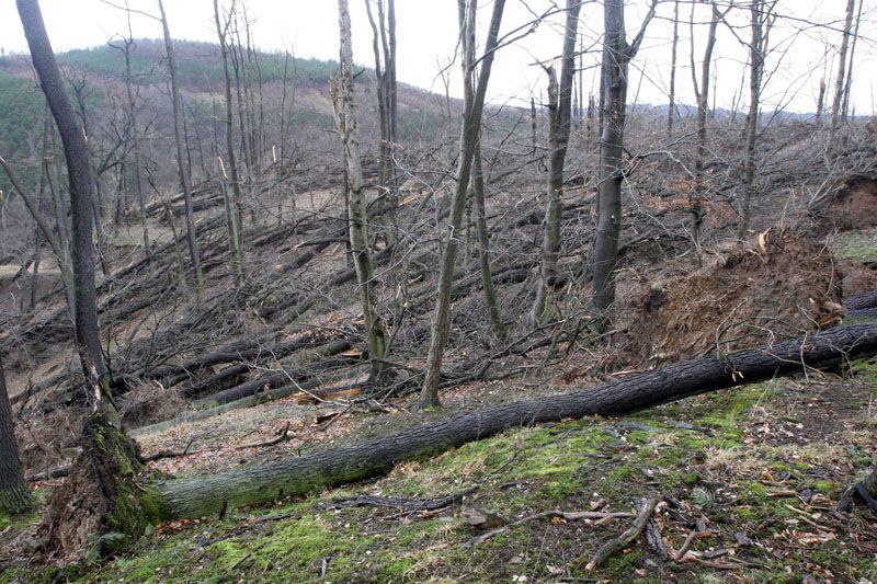 Emma si hrála s duby