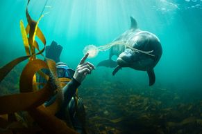 Český fotograf, který si povídá s delfíny, okouzlil svět. 32 fotek, které nadchnou