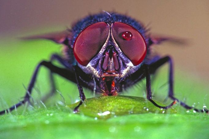 Lucilia caesar sucking, close-up