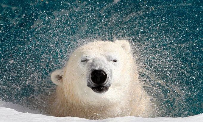 Polární medvěd ze sebe v St. Felicienské ZOO v Kanadě setřásá vodu. Stejně jako v Kanadě, i ve Spojených státech patří lední medvěd mezi ohrožené druhy.