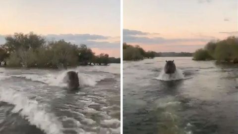 Setkání se zabijákem. Hroch se vrhl na člun plný lidí, dramatické video je hitem