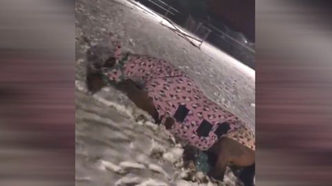 VIDEO: To je radost. Nadšený kůň dovádí v čerstvě napadaném sněhu