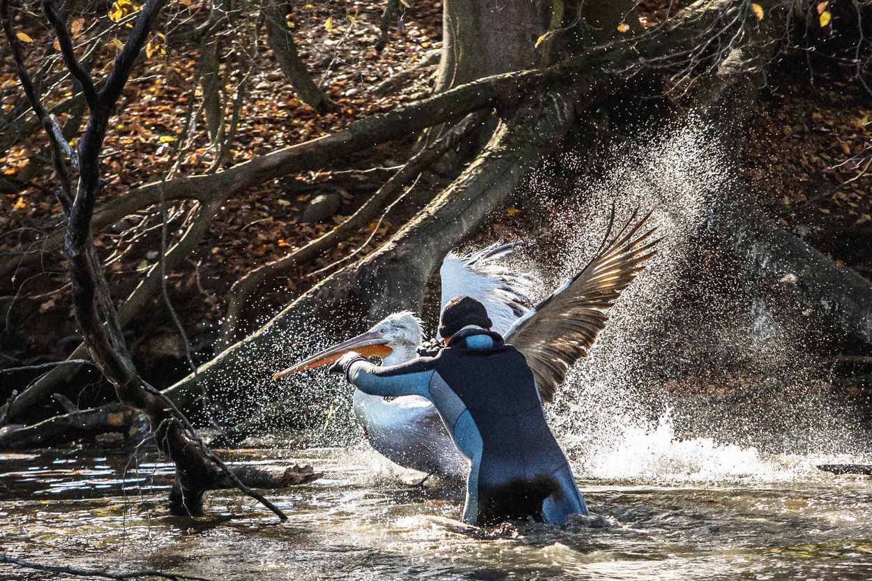 Jednorázové užití / Fotogalerie / ZOO Dvůr Králové je tu už 75 let. Podívejte se na snímky z její historie