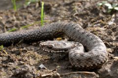 Samice hadů mají klitoris, objevili vědci. Změní to pohled na sexuální život plazů