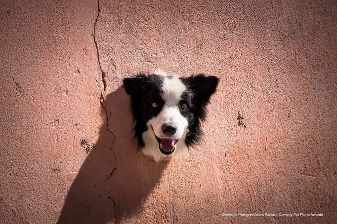 Vtipné fotky domácích mazlíčků: vítězové soutěže Mars Petcare Comedy Pet Photo Awards 2020