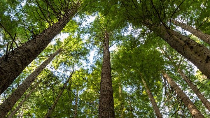 Sekvojovce v Severní Americe napadl kůrovec. Vědci jsou z uhynulých obrů znepokojení