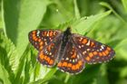 Varování: Motýli jsou v Česku na vymření