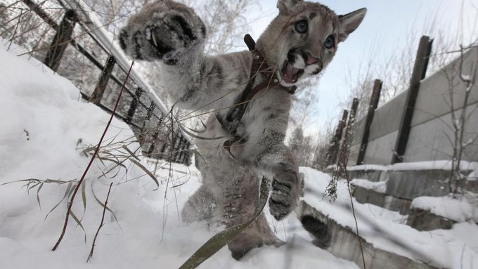 Puma (Ilustrační foto)