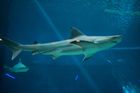 Ve sklepě newyorského domu objevili úředníci deset žraloků. Plavali ve 4,5metrovém bazénku