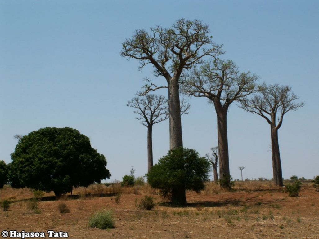 Hajasoa Tata - přednáška