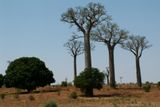 V typické madagaskarské krajině by neměly chybět baobaby. Tyhle vyrostly poblíž města Toliary.