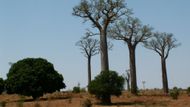 V typické madagaskarské krajině by neměly chybět baobaby. Tyhle vyrostly poblíž města Toliary.