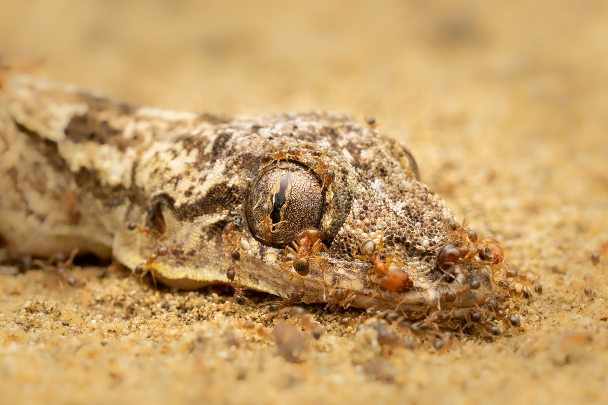 Czech Nature Photo 2023 - nominace