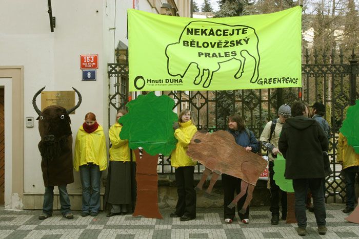 Greenpeace protestují proti kácení Bělověžského pralesa.