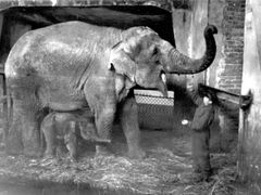 Slonice Kasia a slůně Tuzinka ve varšavské zoo, 1937.
