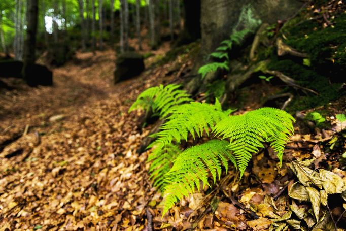 Rostoucí kapradí v Jizerskohorských bučinách