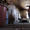 Foto: Mexická rodina žije už 15 let v opuštěném vagóně