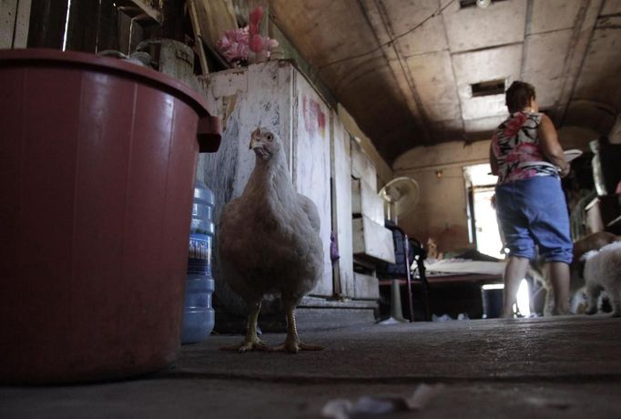 Maria Guadalupe walks near a hen inside a train carriage she calls home in Cadereyta on the outskirts of Monterrey August 7, 2012. Maria Guadalupe, her eight other family members and their pets have been living in the abandoned carriage next to a train track for the last 15 years. Maria Guadalupe and her husband moved from Tamaulipas to Cadereyta after one of their sons was killed on the street by a stray bullet. The family moved into the carriage, which was empty after having been occupied by a vagabond, after living for the first five years in a rented room after arriving in Cadereyta. Picture taken August 7, 2012 REUTERS/Daniel Becerril (MEXICO - Tags: SOCIETY ANIMALS) Published: Srp. 11, 2012, 2:27 dop.