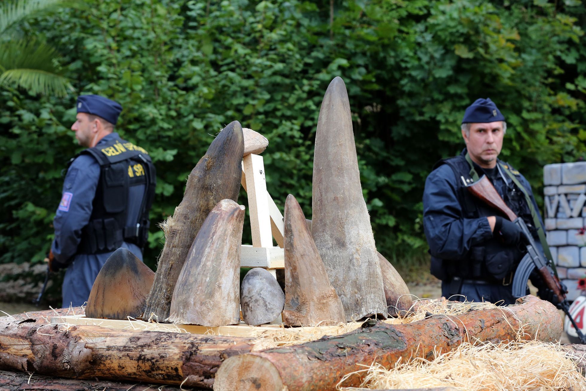Pálení rohů nosorožců v ZOO Dvůr Králové