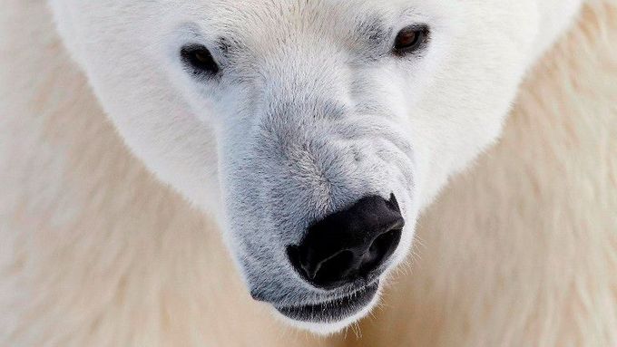 Lovecké rajony ledních medvědů se povážlivě zmenšují