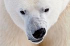 Lední medvědi týdny obléhali výzkumnou stanici. Sežrali i psy, kteří měli vědce chránit