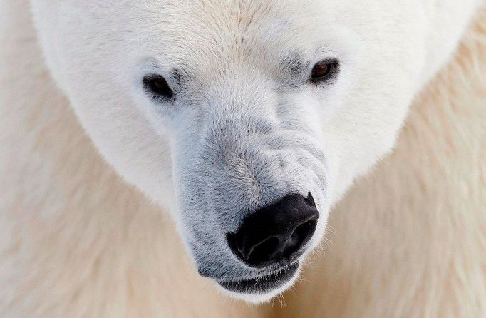 Polární medvěd bručí v St. Felicienské ZOO v Kanadě. Na světě žije přibližně dvacet pět tisíc ledních medvědů.