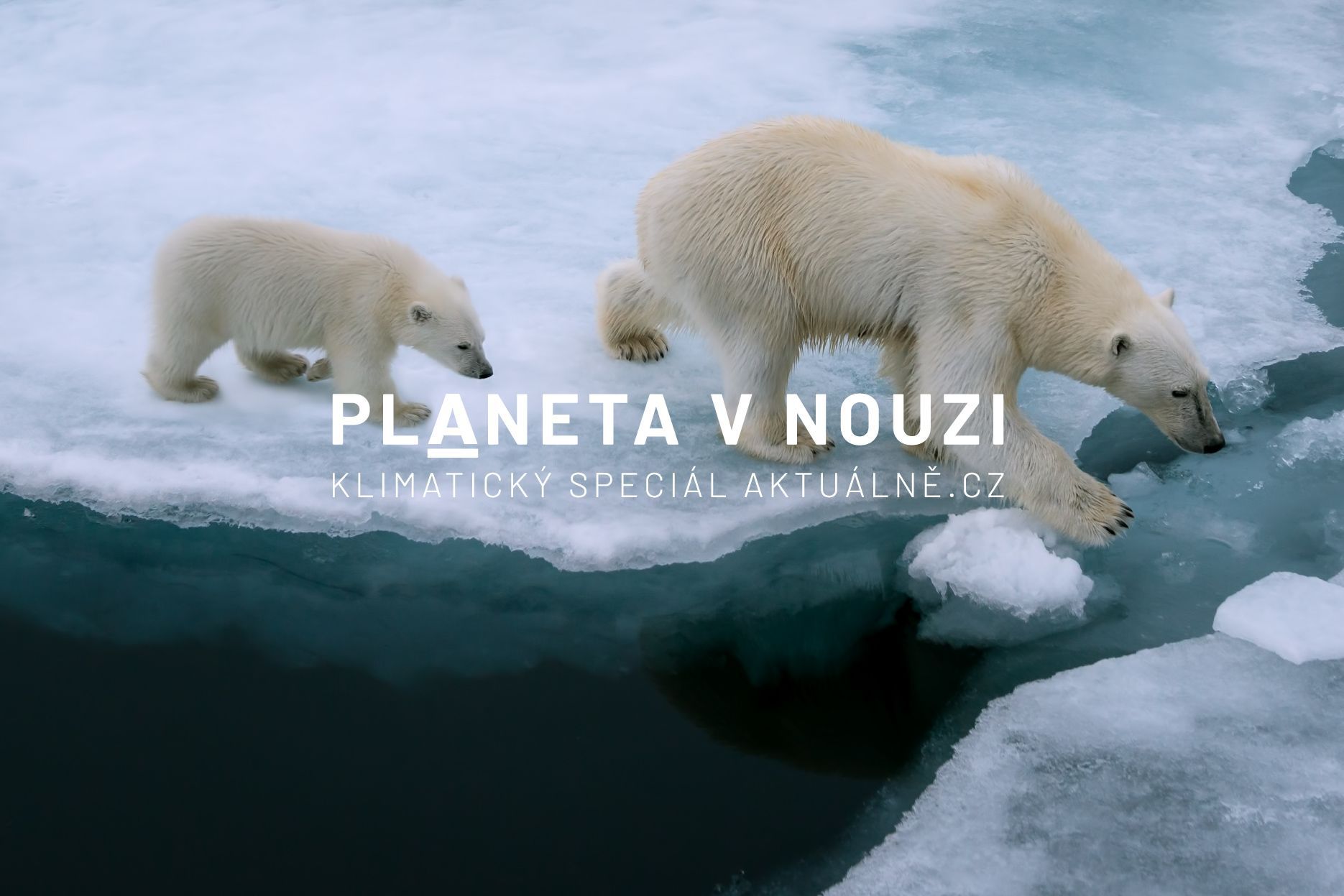 Planeta v nouzi - lední medvědi