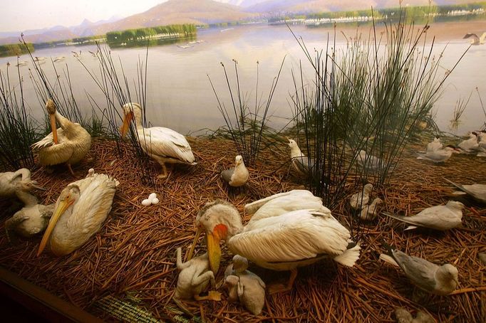 Image: 0082873914, License: Rights managed, A diorama showing the wood stork is displayed at the American Museum of Natural History 17 October 2005 in New York City. A World Health Organization official warned that the deadly H5N1 strain of bird flu is likely to spread to other countries. The strain, which has currently killed over 60 people in Southeast Asia, may have traveled in the latter half of 2005. It has affected birds in China, Mongolia, Russia, Kazakhstan and most recently reached parts of Romania and Turkey. The strain, which shows similarities to the virulent 1918 human flu virus which killed millions, is now believed has been carried and spread by migratory birds. Spencer Platt, Place: UNITED STATES, Model Release: No or not aplicable, Credit line: Profimedia.cz, AFP