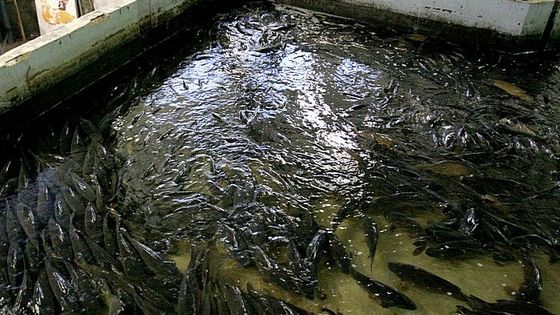 Do Prahy přijeli vánoční kapři