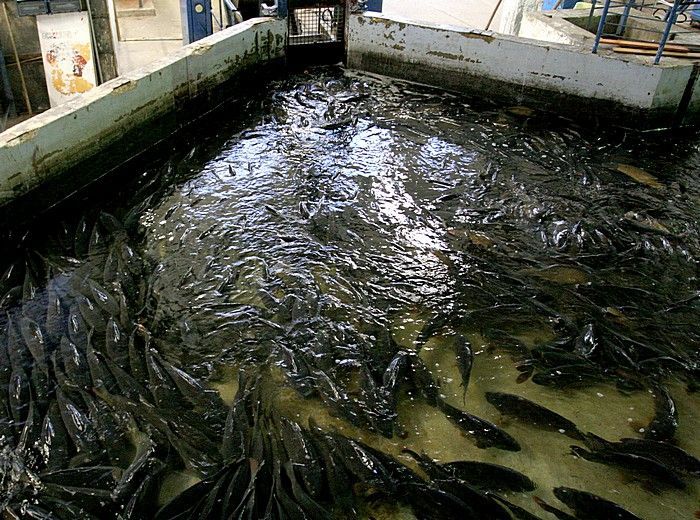 Do Prahy přijeli vánoční kapři