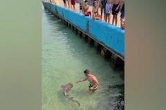 Žralok beznadějně zamotaný do vlasce. Mladík skočil do vody a pokusil se ho zachránit
