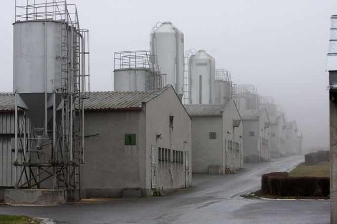 Roční produkce vepřového masa se pohybuje cca ve výši 7.500 tun. Společnost Agpi pracuje v systému uzavřeného obratu stáda, tzn. že divize vepřového masa se skládá z řady provozů, které může logicky rozčlenit na porodny selat a výkrm prasat.