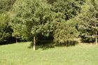 "Téměř přirozený porost lužního lesa na výrazné říční terase, výskyt chráněných rostlin a živočichů," charakterizuje oblast Věřňovice Informační systém životního prostředí.