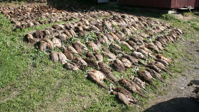 V bažantnici na Hradecku zakousli dva psi 465 ptáků.