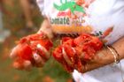 Jedna z účastnic si užívá okamžik vítězství, v rukou drží plné hrsti rozmačkaných rajčat, připravena zasáhnout dalšího soupeře v téhle červené bitvě.