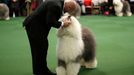 Westminster Kennel Club's Dog Show v New Yorku