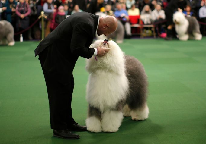 Westminster Kennel Club's Dog Show v New Yorku