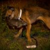 Tanner, a Border Terrier, kills a rat during an organized rat hunt on New York City's Lower East Side