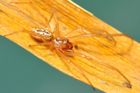 Český vědec popsal nový druh pavouka. Žije jen na jižní Moravě a má kusadla se "zuby"