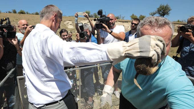 Premiér Andrej Babiš se vydal na cestu po Ústeckém kraji. Kritizoval Ředitelství silnic a dálnic, prohlížel si ovce, hladil psa a vypouštěl sysly.