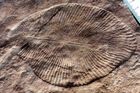 Vědci objevili nejstarší zvíře na Zemi. Žilo před 550 miliony let