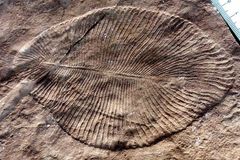 Vědci objevili nejstarší zvíře na Zemi. Žilo před 550 miliony let